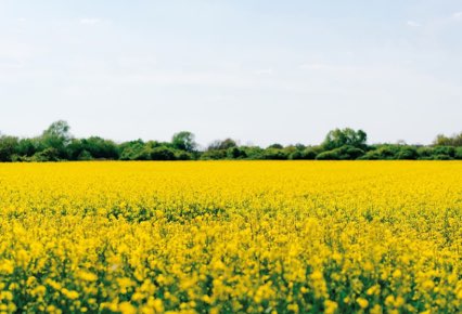 Horizon of Field with flowers