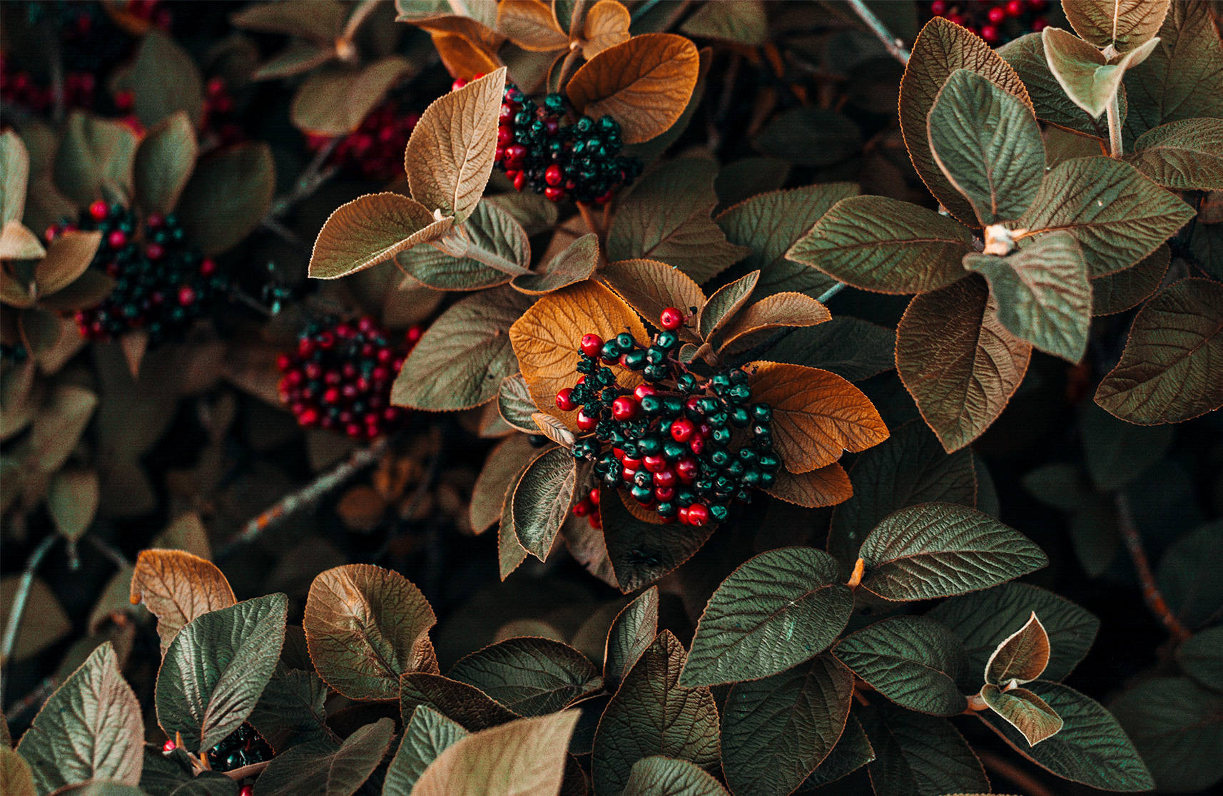 An image of autumnal plants to demonstrate seasonal plant care in luxury retirement communities. 