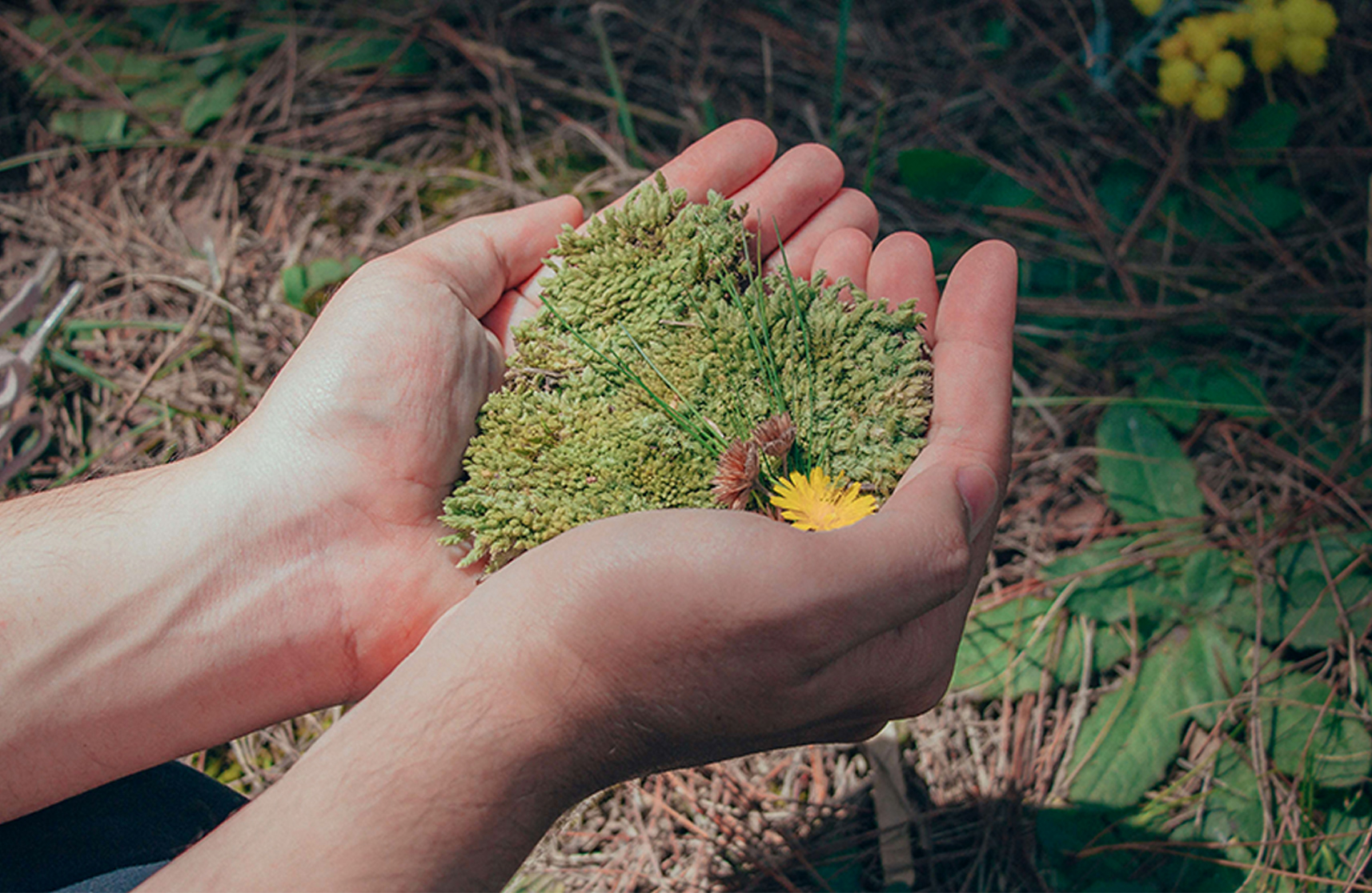 An image of grass to represent Burnham residential taking care of the environment this World Environment Day