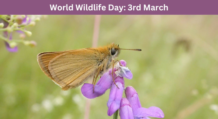 Butterfly on flower_Retirement villages by the sea celebrate World Wildlife Day
