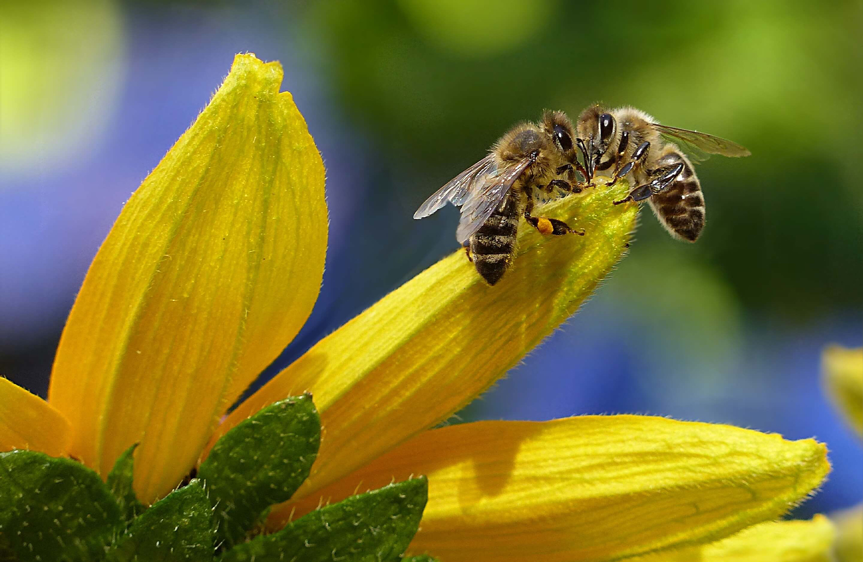 An image of a bee on a plant found in some coastal retirement villages to signify the importance of National Bee Day.