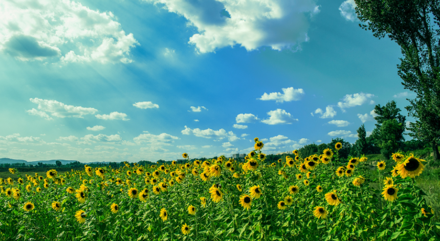 Field of sunflowers - Day trips Essex - Things to do summer 2026