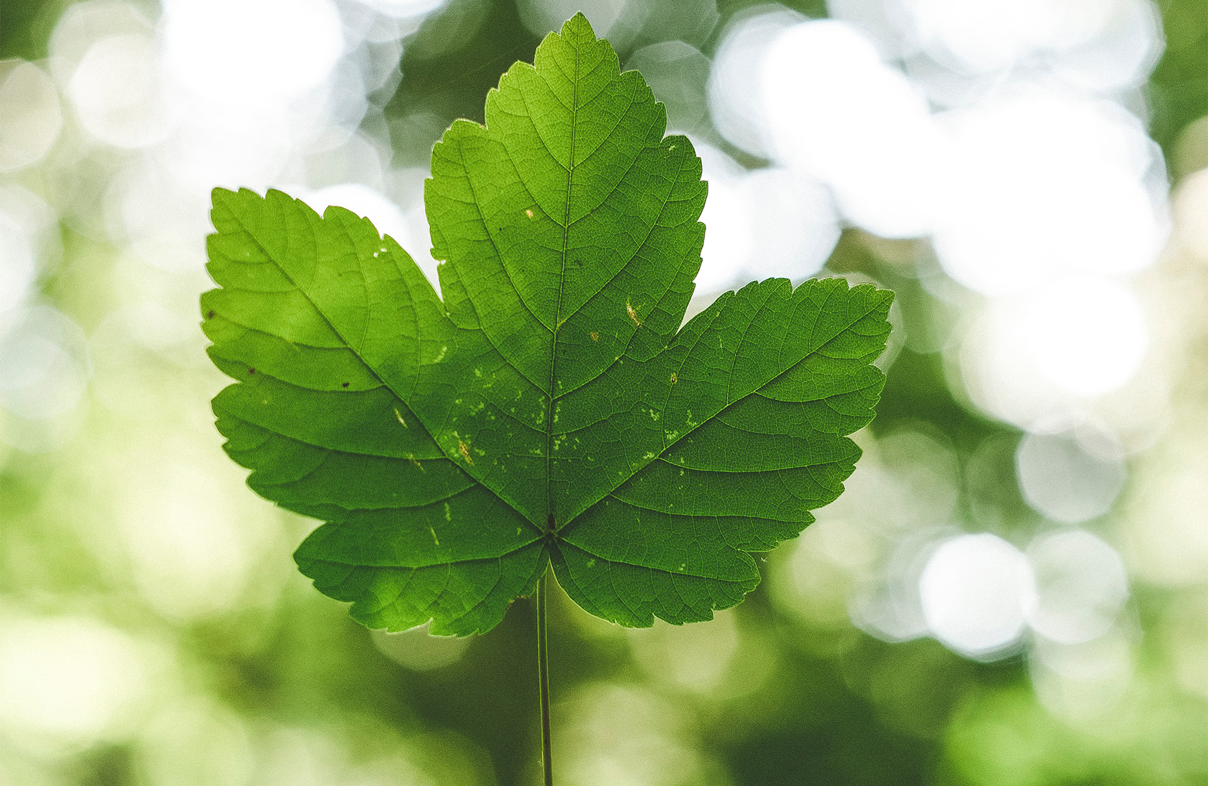 An image of a green leaf to represent the eco-friendly future planned at Burnham Waters Essex Retirement Village.