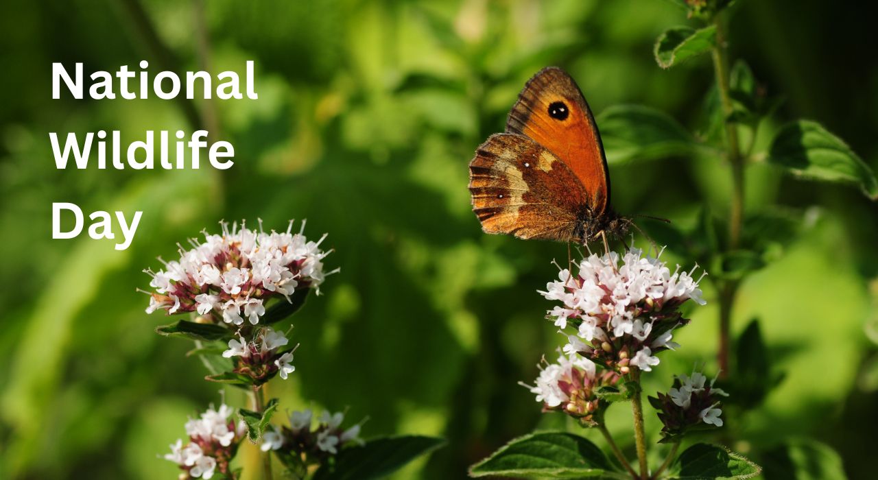 Retirement Villages by the Coast celebrate National Wildlife Day - butterfly on flowers in countryside
