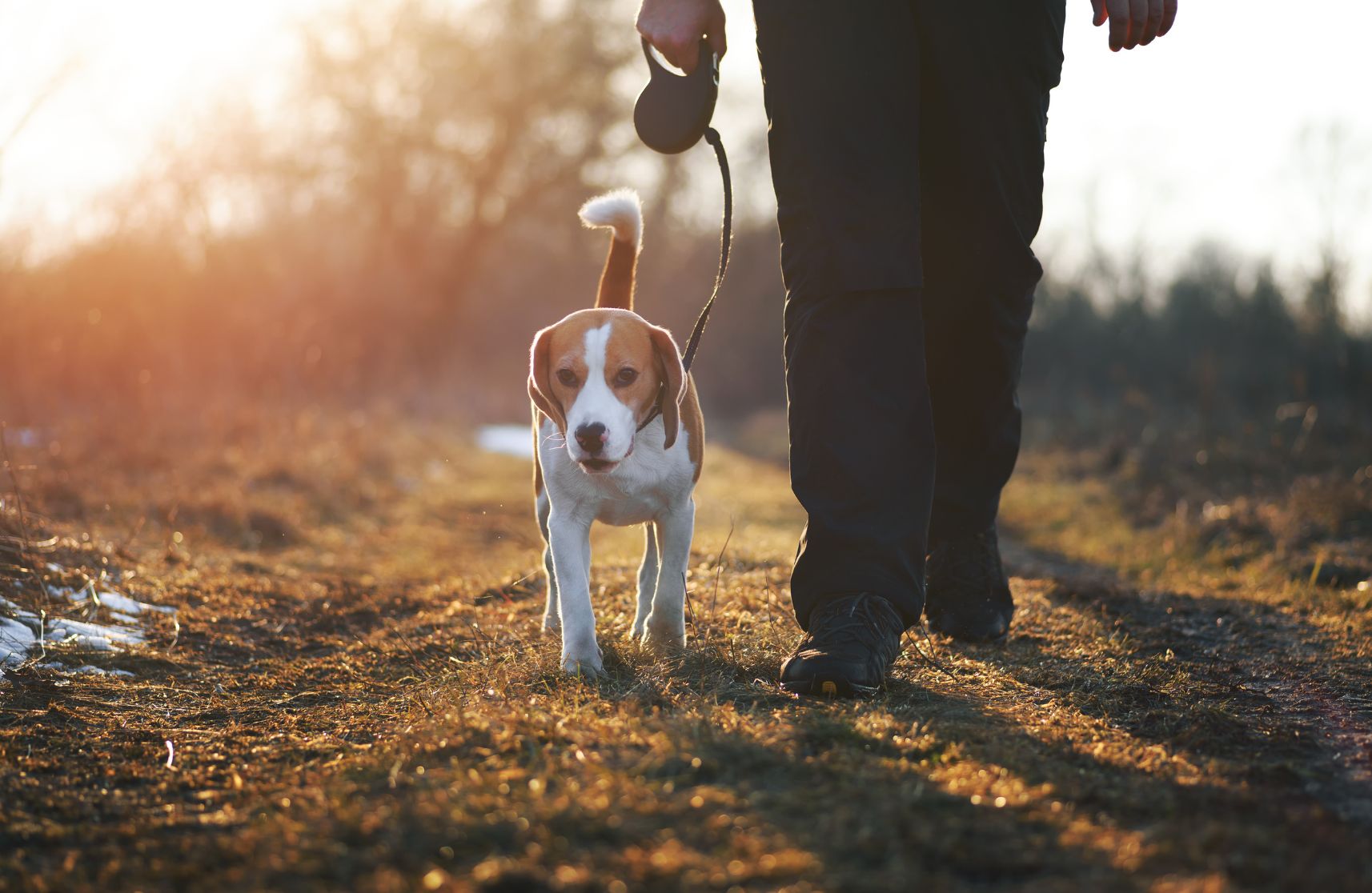 Retiree walking a dog in retirement community