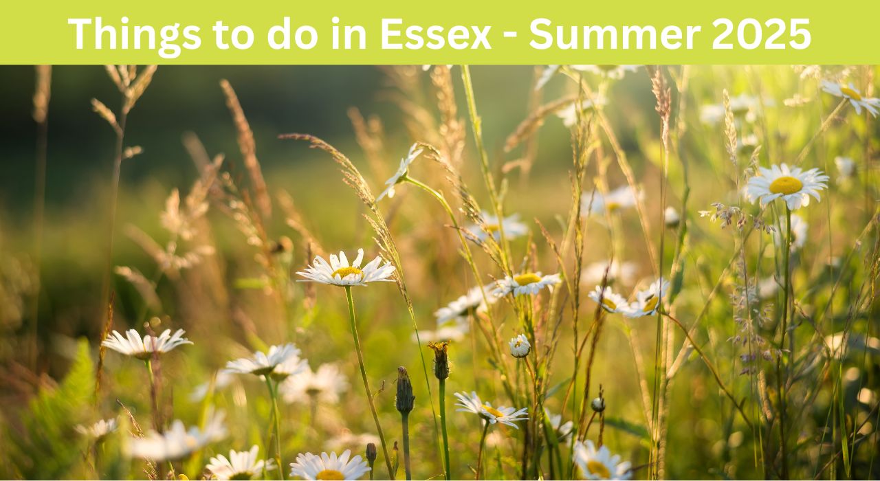 Things-to-do-in-Essex-Summer-2025-field-of-daisies