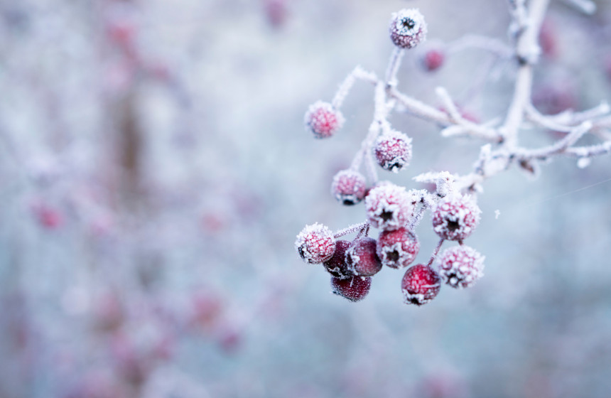 Winter plants and landscape to represent the significance of the change in season and advantage of moving into luxury retirement homes at winter. 