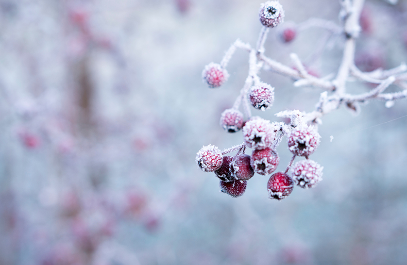Winter plants and landscape to represent the significance of the change in season and advantage of moving into luxury retirement homes at winter.
