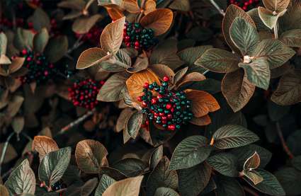An image of autumnal plants to demonstrate seasonal plant care in luxury retirement communities. 