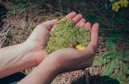 An image of grass to represent Burnham residential taking care of the environment this World Environment Day