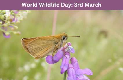 Butterfly on flower_Retirement villages by the sea celebrate World Wildlife Day