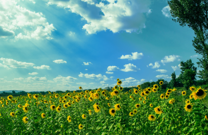 Field of sunflowers - Day trips Essex - Things to do summer 2026