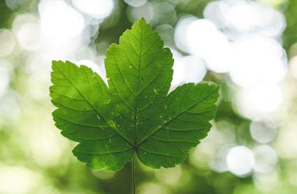 An image of a green leaf to represent the eco-friendly future planned at Burnham Waters Essex Retirement Village.
