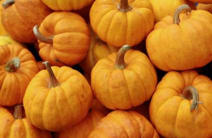 Halloween events near me 2025 Burnham-on-Crouch Essex - photo of pumpkins