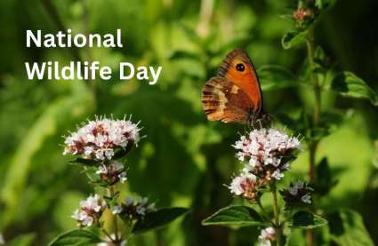 Retirement Villages by the Coast celebrate National Wildlife Day - butterfly on flowers in countryside