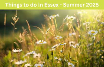 Things-to-do-in-Essex-Summer-2025-field-of-daisies